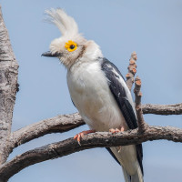 White-crested Helmetshrike
